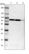 Coiled-Coil Domain Containing 22 antibody, PA5-51477, Invitrogen Antibodies, Western Blot image 