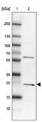 MIF4G domain-containing protein antibody, PA5-62349, Invitrogen Antibodies, Western Blot image 