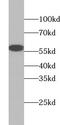 Probable Xaa-Pro aminopeptidase 3 antibody, FNab09549, FineTest, Western Blot image 