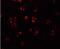 BCL2 Like 11 antibody, NBP1-76963, Novus Biologicals, Immunofluorescence image 