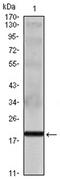Pro-interleukin-16 antibody, AM06082SU-N, Origene, Western Blot image 