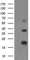 Malignant T cell-amplified sequence 1 antibody, CF502418, Origene, Western Blot image 