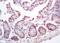 Castor Zinc Finger 1 antibody, orb101244, Biorbyt, Immunohistochemistry paraffin image 