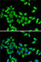 KIF3 antibody, 22-372, ProSci, Immunofluorescence image 