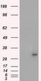 Serine/threonine-protein kinase PRKY antibody, MA5-24954, Invitrogen Antibodies, Western Blot image 