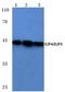 E2F Transcription Factor 4 antibody, AP06091PU-N, Origene, Western Blot image 