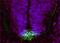 Fer3-like protein antibody, PA5-37986, Invitrogen Antibodies, Immunofluorescence image 
