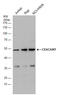 Carcinoembryonic Antigen Related Cell Adhesion Molecule 7 antibody, GTX109081, GeneTex, Western Blot image 