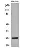 High mobility group protein B2 antibody, orb161338, Biorbyt, Western Blot image 