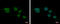 Leucine Zipper Protein 4 antibody, GTX105002, GeneTex, Immunofluorescence image 