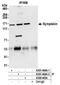 Symplekin antibody, A301-464A, Bethyl Labs, Immunoprecipitation image 