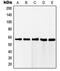 RAB11 Family Interacting Protein 2 antibody, MBS820789, MyBioSource, Western Blot image 