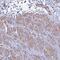MLC-2 antibody, HPA045244, Atlas Antibodies, Immunohistochemistry frozen image 
