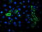 Dihydrolipoamide Dehydrogenase antibody, LS-C173229, Lifespan Biosciences, Immunofluorescence image 