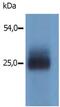Linker for activation of T-cells family member 2 antibody, PA1-19441, Invitrogen Antibodies, Western Blot image 