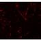 Vasohibin 1 antibody, LS-B9515, Lifespan Biosciences, Immunofluorescence image 