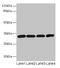 CD20 antibody, LS-B12186, Lifespan Biosciences, Western Blot image 