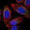 Mitochondrial Ribosomal Protein S24 antibody, PA5-54295, Invitrogen Antibodies, Immunofluorescence image 