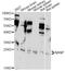 N-Acetylneuraminic Acid Phosphatase antibody, LS-C749943, Lifespan Biosciences, Western Blot image 