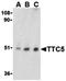 Tetratricopeptide Repeat Domain 5 antibody, orb74485, Biorbyt, Western Blot image 