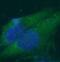 N-Acetyltransferase 1 antibody, FNab05560, FineTest, Immunofluorescence image 