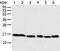 NADH:Ubiquinone Oxidoreductase Subunit B6 antibody, PA5-51308, Invitrogen Antibodies, Western Blot image 
