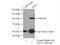 Zinc Fingers And Homeoboxes 2 antibody, 20136-1-AP, Proteintech Group, Immunoprecipitation image 