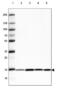 Cytochrome C Oxidase Subunit 4I1 antibody, NBP2-61620, Novus Biologicals, Western Blot image 