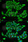 Myoglobin antibody, A5471, ABclonal Technology, Immunofluorescence image 