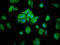 Mitochondrial Ribosomal Protein L16 antibody, LS-C379871, Lifespan Biosciences, Immunofluorescence image 