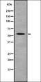 Plexin domain-containing protein 2 antibody, orb337636, Biorbyt, Western Blot image 