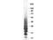 Interleukin 13 antibody, NBP1-42776, Novus Biologicals, Western Blot image 