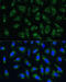Apolipoprotein B antibody, 14-901, ProSci, Immunofluorescence image 
