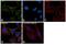 Heat shock 70 kDa protein 1A/1B antibody, PA5-28003, Invitrogen Antibodies, Immunofluorescence image 