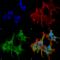 Protein piccolo antibody, SMC-188D-FITC, StressMarq, Immunofluorescence image 