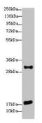 Epithelial Membrane Protein 3 antibody, GTX35254, GeneTex, Western Blot image 