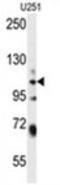 WWC Family Member 3 antibody, AP54575PU-N, Origene, Western Blot image 