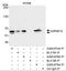 Heterogeneous Nuclear Ribonucleoprotein K antibody, A300-676A, Bethyl Labs, Immunoprecipitation image 