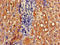 GNT1 antibody, LS-C679947, Lifespan Biosciences, Immunohistochemistry paraffin image 
