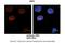 NEDD8-activating enzyme E1 catalytic subunit antibody, 31-292, ProSci, Immunohistochemistry frozen image 