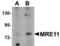 MRE11 Homolog, Double Strand Break Repair Nuclease antibody, TA306897, Origene, Western Blot image 