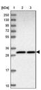 PARD6A antibody, NBP2-38487, Novus Biologicals, Western Blot image 