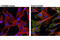 Akt antibody, 9271S, Cell Signaling Technology, Immunocytochemistry image 