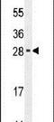 RELT Like 2 antibody, PA5-23910, Invitrogen Antibodies, Western Blot image 