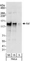 AXL Receptor Tyrosine Kinase antibody, A302-167A, Bethyl Labs, Western Blot image 