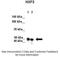 Nuclear RNA Export Factor 3 antibody, 25-656, ProSci, Western Blot image 