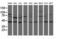 SKI Like Proto-Oncogene antibody, LS-B12192, Lifespan Biosciences, Western Blot image 