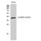 ATF4 antibody, LS-C381104, Lifespan Biosciences, Western Blot image 