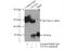 Nucleoredoxin Like 1 antibody, 11203-1-AP, Proteintech Group, Immunoprecipitation image 