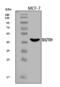 Serine Dehydratase antibody, A02273-1, Boster Biological Technology, Western Blot image 